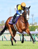  【古馬・注目馬動向】ママコチャは京王杯SCに続戦　ラムジェットは帝王賞が目標