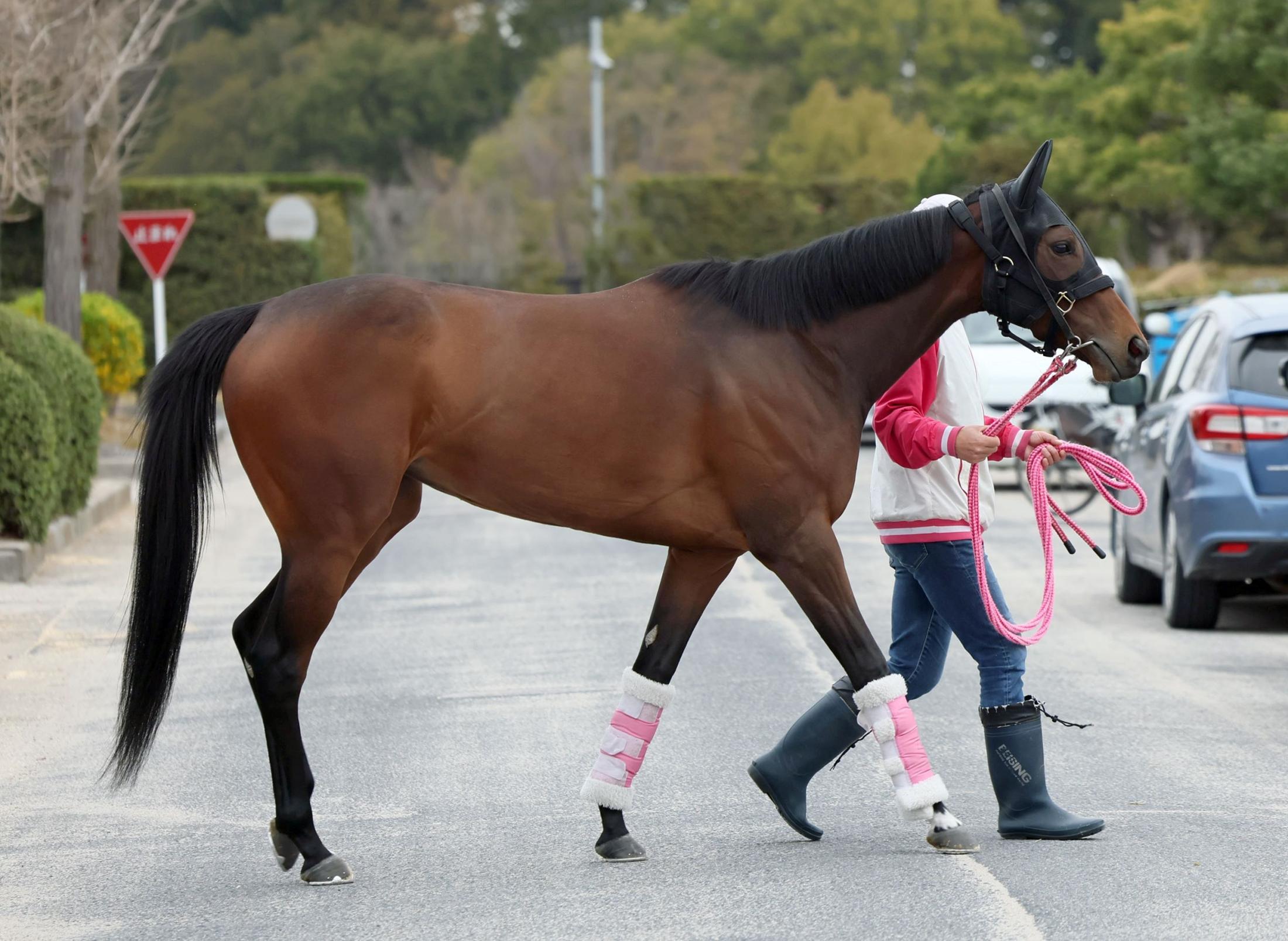 【桜花賞】ビップデイジー　前走から上積み　松下師「今回は落ち着きがある」反撃ムード漂う