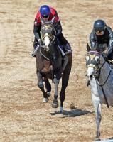  【皐月賞】ニシノエージェントは動く僚馬と併入　津村明秀騎手「京成杯の時より芯が入った」