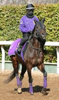 【古馬・注目馬動向】川崎記念10着のポタジェは、かしわ記念に挑戦