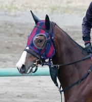  ��������ץ��ȡ�1�ֿ͵��Υ��ӡ�������������ľ���ǿ��ӷ礤��5�塡��᡼�뵳��ֳ��Ȥ��ɤ��ʤ��ä���