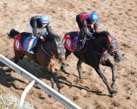  【中山ＧＪ】マイネルグロン　王者復権へ余裕アリ　青木師にも確かな自信「いい流れでレースを迎えられます」