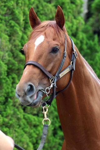 ジオグリフが右前脚の球節部を骨折　豪州遠征でG1連闘