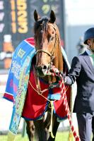  【注目馬動向】サトノレーヴのチェアマンズスプリントプライズ鞍上は引き続きモレイラ騎手　「ベストを尽くしたい」
