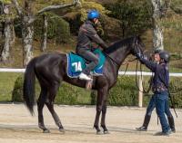  POGG14̾ƥΥͥҤΥ٥쥷ȤȻʡμ¼ͧ쵳꤬