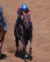  【中山GJ】23年の最優秀障害馬マイネルグロン　圧勝した一昨年の中山大障害と同じ3枠3番に決定