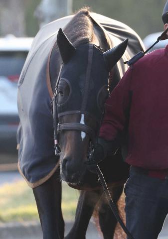 【皐月賞】(2)エリキング　力出し切れれば　陣営「力を出せる仕上がりまで持って来られた」