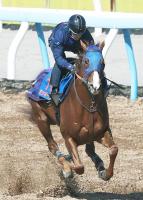  【アンタレスS】ミッキーファイトが人気に応え重賞3勝目　テン乗りルメール騎手導く