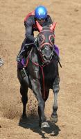  【中山GJ】マイネルグロンは復活ならず5着　直線失速に石神深一騎手「脚元なのか熱中症なのか…」
