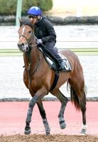  【青葉賞】「ノリさんも乗りやすいと言ってくれている」マテンロウバローズが距離延長で初タイトル狙う