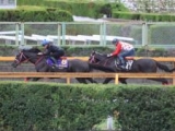  ハヤテノフクノスケ、天皇賞(春)1週前追い切り速報/栗東トレセンニュース