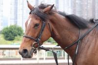  悲運リバティアイランド　武豊「心が痛い。競馬で起こってほしくないこと」