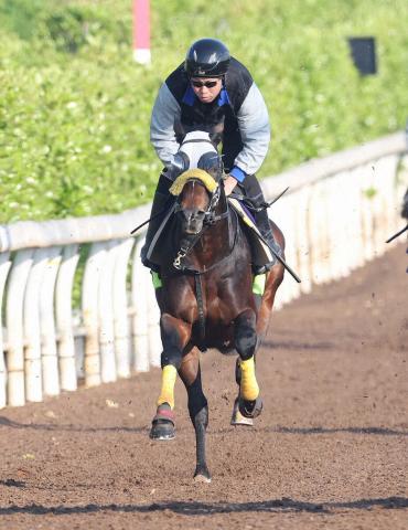 【天皇賞・春】シュヴァリエローズ　しまい重点動き軽快　清水久師「元気いっぱい」