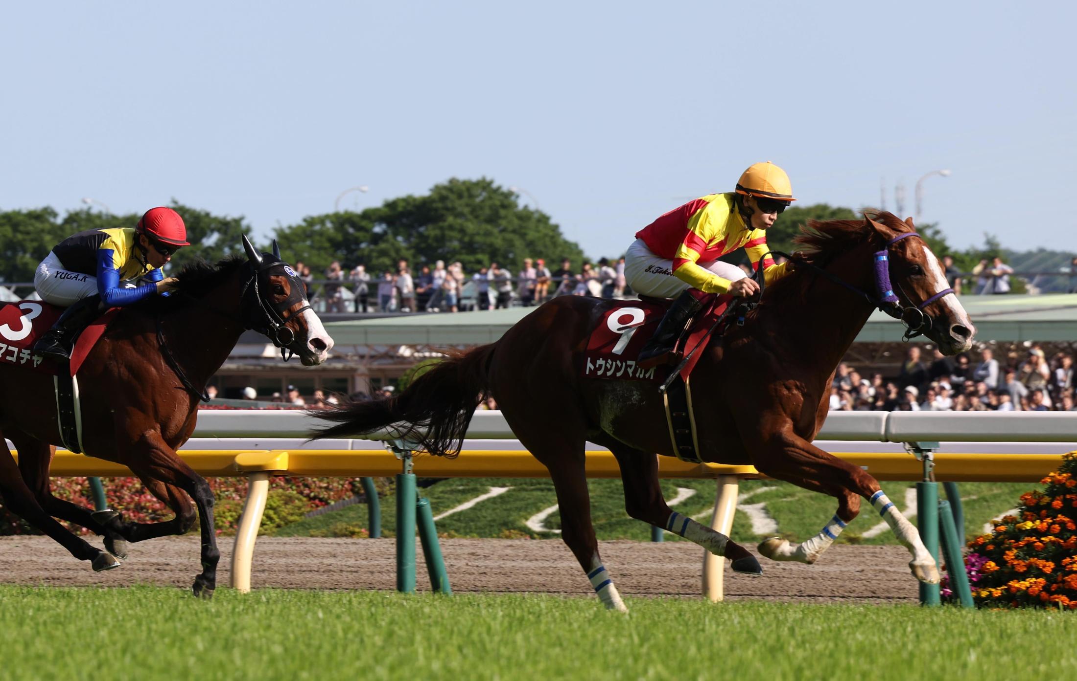 【京王杯ＳＣ】２番人気トウシンマカオがＪＲＡレコードで重賞５勝目　横山武「能力はＧ１級と思っていたので勝てて良かった」