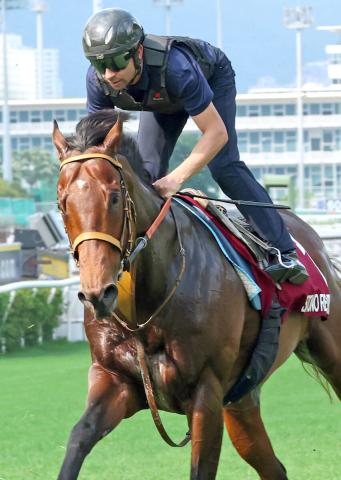 香港G1・2着のサトノレーヴがクイーンエリザベス2世ジュビリーS出走のため英国に到着