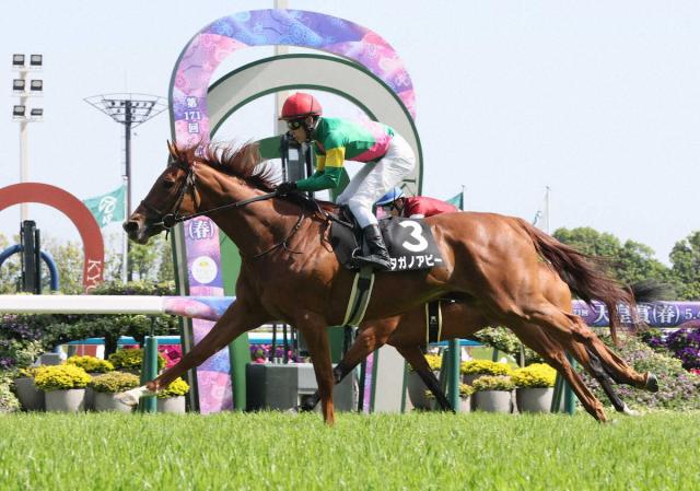 【京都9R・矢車賞】タガノアビー　後方一気Vでオークス名乗り　千田師「ブレなければ使いたい」