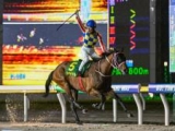  【船橋・かしわ記念注目馬】ゴールデンウィークに行われる大一番 春のダートマイル王者はどの馬に
