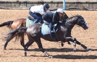  【エプソムＣ】シュトラウス　折り合いが鍵　武井師「心配な面はある」課題挙げる