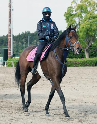 【オークス2週前】2頭出し予定の手塚久調教師　ブラウンラチェットは「リベンジできるだけのポテンシャルある」