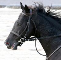  21年のホープフルS優勝馬キラーアビリティが引退　インドで種牡馬入りへ