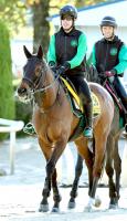  【ヴィクトリアM】前走4着馬が勝率も連対率もトップ!!アリスヴェリテとビヨンドザヴァレーの5歳馬2頭が面白い