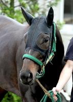  【オークス】2歳女王アルマヴェローチェは桜花賞も惜敗2着　カムニャックが優勝