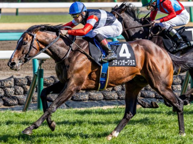 【目黒記念】半姉は名牝ダノンファンタジー スティンガーグラスが重賞初制覇狙う