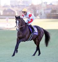  【注目馬動向】堀厩舎の2頭　ダノンベルーガとチャックネイトは宝塚記念へ