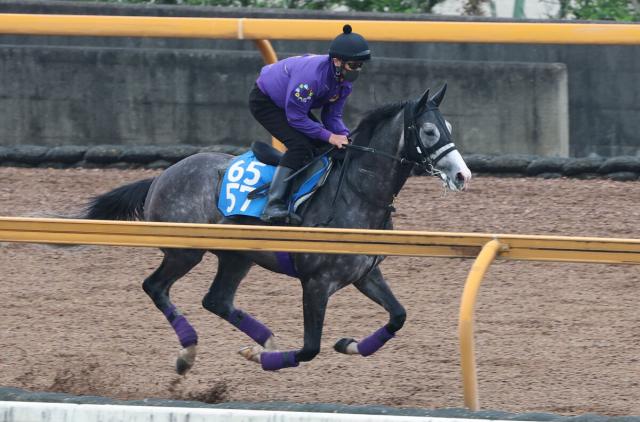 【目黒記念】昨年の菊花賞3着馬アドマイヤテラは5枠10番　白毛馬ハヤヤッコは8枠16番