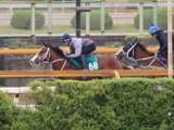  母はオープン含めJRA・7勝 シーミハットクが日曜東京で初陣/関西馬メイクデビュー情報