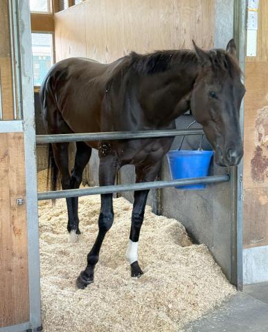 【日本ダービー】第92代ダービー馬クロワデュノールは一夜明けて馬房でリラックス　陣営「カイバは食べている」