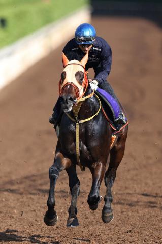 【宝塚記念・1週前】ショウナンラプンタが幸英明騎手と新コンビ　高野調教師「乗りやすいし言うことがない」