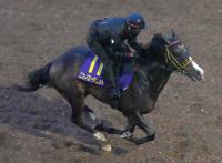  京成杯覇者ニシノエージェントが右第1指骨剥離骨折…3カ月以上の休養を要する見込み　先週ダービー16着