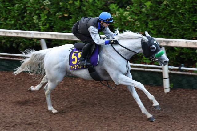 【安田記念】ガイアフォース　ブリンカー効果だ　坂路4F51秒9に杉山晴師も満足げ