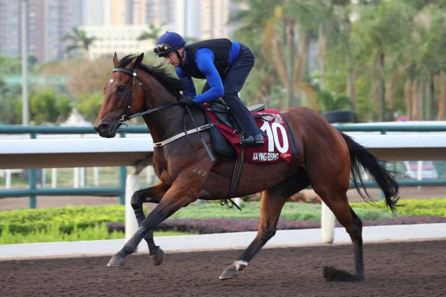 香港の現役最強スプリンター、カーインライジングが豪州の高額決戦ジ・エベレスト参戦　地元メディアが報道