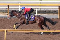  【宝塚記念1週前追い】ローシャムパーク　圧巻の走り　CWコース6F75秒2