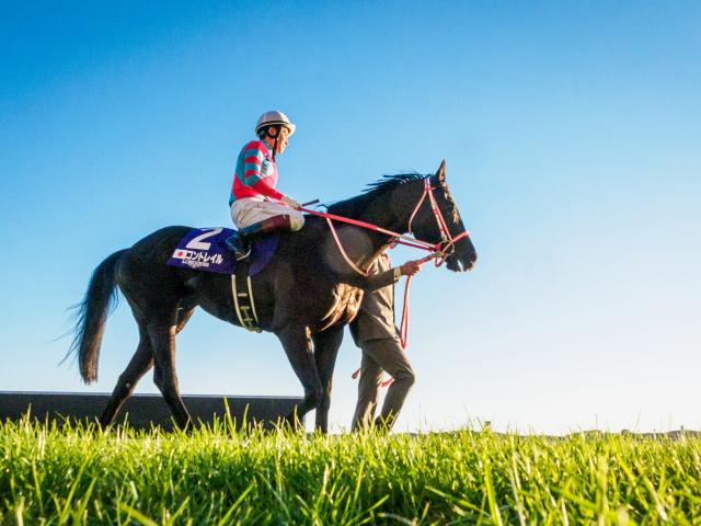 今週末から中央競馬でも2歳新馬戦 今年デビューを迎える新種牡馬たちは？