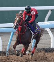  【安田記念】海外遠征帰りのウインマーベルは出来に不安なし　陣営「いい汗をかけていました」