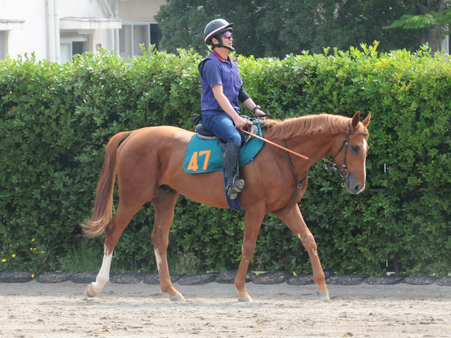 近親には活躍馬多数 サラキアの2番仔サレジオが日曜阪神で初陣/関東馬メイクデビュー情報