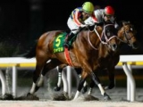  【浦和・さきたま杯選定馬】かしわ記念連覇のシャマル、前哨戦を制したティントレットなど12頭