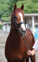  【宝塚記念】アーバンシック　コース合いそう　武井師「1週前追いとしては今までで一番良かった」