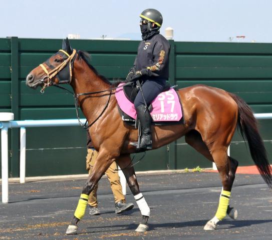 【函館スプリントS】ミリアッドラヴは初の芝、古馬相手も魅力十分　陣営「僕らの感触は芝でも行ける」