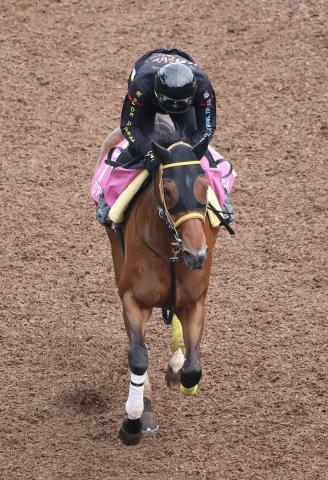 【函館SS】ミリアッドラヴ　芝で新境地だ　2歳ダート女王が海外経験も糧に