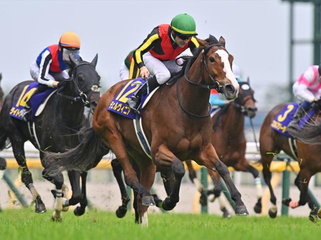 【しらさぎS想定馬・騎手】チェルヴィニア、レーベンスティールなど15頭