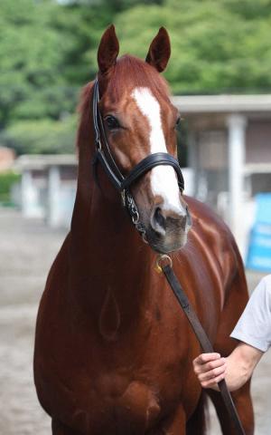 【宝塚記念】(13)アーバンシック　心身ともに成長　武井師「速いペースで流れれば」