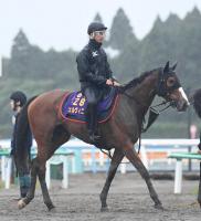  【しらさぎＳ】チェルヴィニア　輝き取り戻す　久々のマイル戦に太田助手「最後で一生懸命に走れるように」