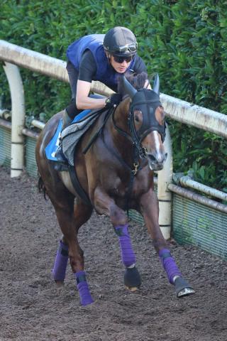【しらさぎS】シヴァース　好反応に手応え　陣営「マイルは競馬しやすい」