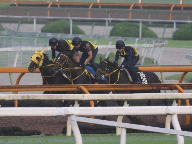 メイショウハリオ、帝王賞追い切り速報/栗東トレセンニュース