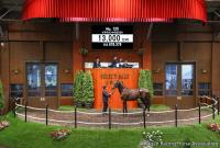  ڥ쥯ȥ23ǯ󥶥ǰƼԥ饤ȥ󥿥ȥ쥤뻺βϤ13000