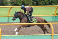  ȡ2Sۥȥޥ깥ڲ1F130̤